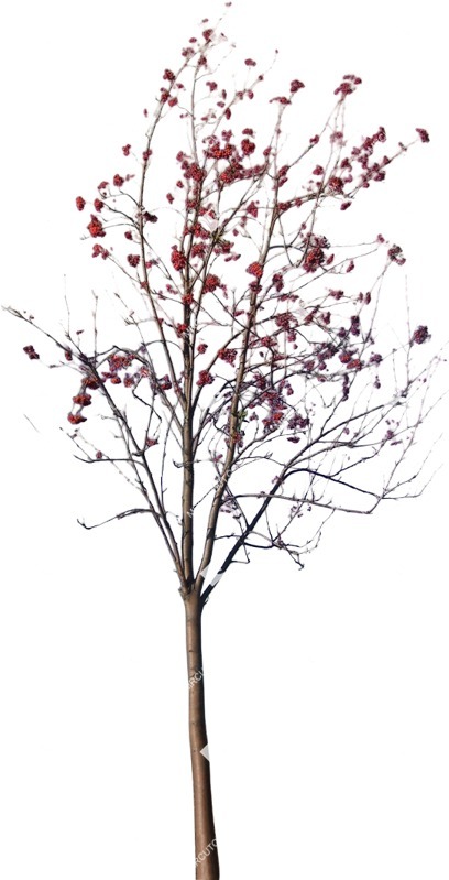 Png tree sorbus aucuparia cut out vegetation (9377)