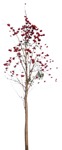 Cut out tree sorbus aucuparia cut out vegetation (9199) - miniature