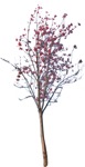 Cut out Tree Sorbus Aucuparia 0008 | MrCutout.com - miniature