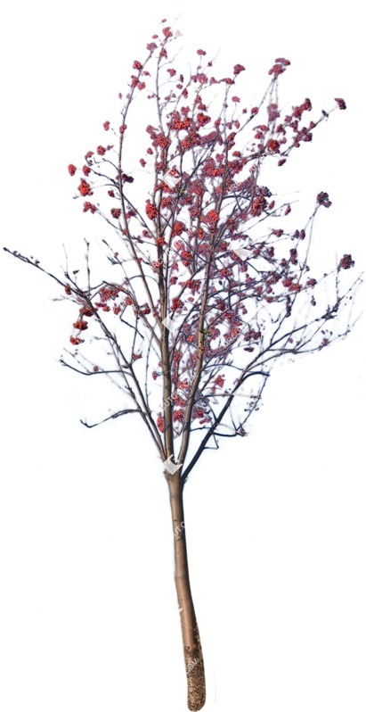 Cutout tree sorbus aucuparia png vegetation (9379)