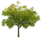 Cutout tree sorbus aucuparia vegetation png (12446) - miniature