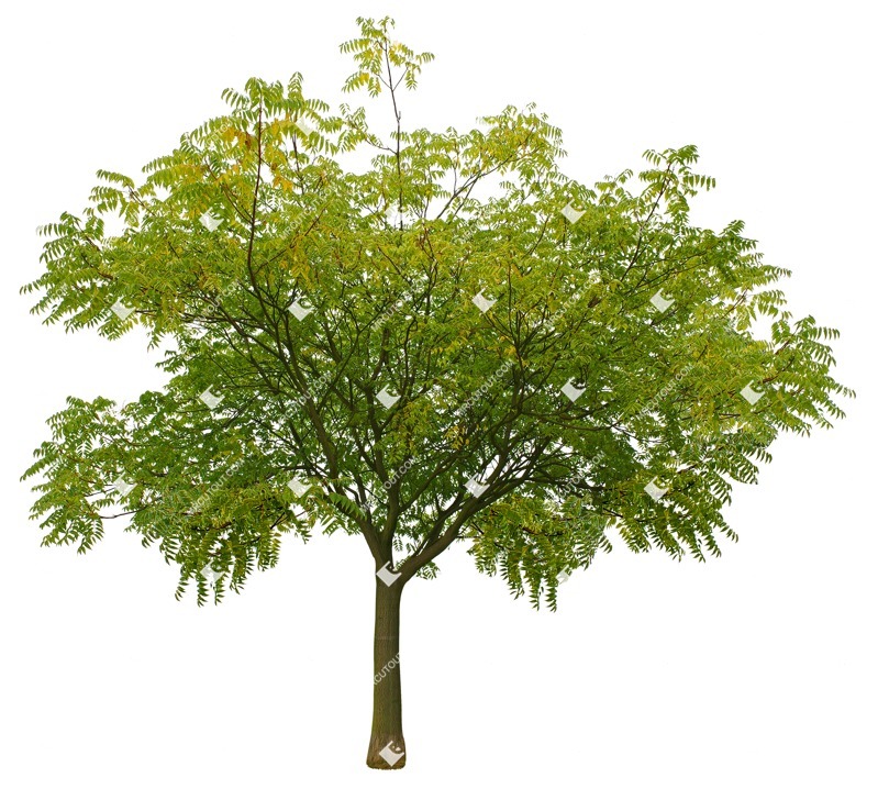 Cutout tree sorbus aucuparia vegetation png (11204)