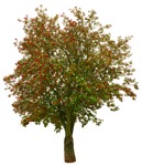 Tree sorbus aucuparia  (11086) - miniature