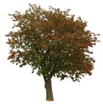 Cut out tree sorbus aucuparia vegetation png (12448) | MrCutout.com - miniature