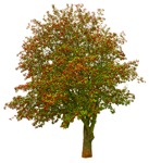 Cutout tree sorbus aucuparia vegetation png (12449) - miniature