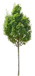 Cut out Tree Sorbus Intermedia 0001 | MrCutout.com - miniature