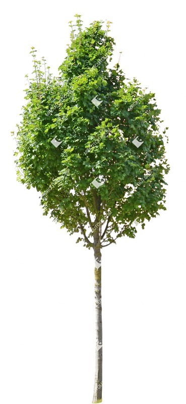 Png tree sorbus intermedia vegetation png (10088)