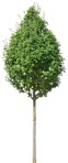 Cut out Tree Sorbus Intermedia 0002 | MrCutout.com - miniature