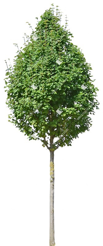 Cut out tree sorbus intermedia vegetation png (10087)