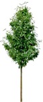 Cut out tree sorbus intermedia vegetation png (12445) | MrCutout.com - miniature