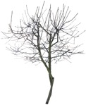 Cut out Tree Syringa Vulgaris 0001 | MrCutout.com - miniature