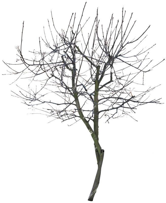 Png tree syringa vulgaris png vegetation (3466)