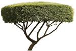 Cut out tree taxus baccata vegetation png (1135) - miniature