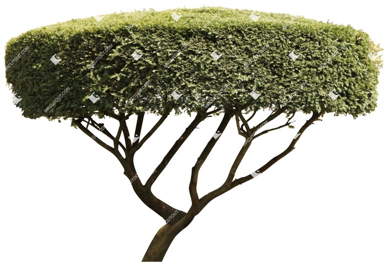 Cut out tree taxus baccata vegetation png (1288)