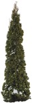 Cutout tree thuja occidentalis plant cutouts (5073) - miniature