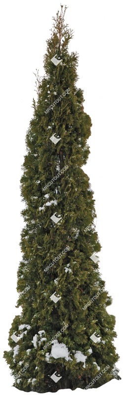 Cutout tree thuja occidentalis plant cutouts (5073)