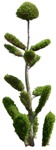 Png tree thuja occidentalis cut out vegetation (15294) | MrCutout.com - miniature