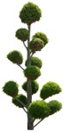 Tree thuja occidentalis  (13905) - miniature