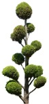 Tree thuja occidentalis  (13907) - miniature