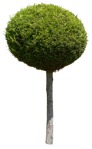 Png tree thuja occidentalis cut out vegetation (13906) - miniature