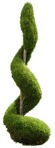 Cut out tree thuja occidentalis cut out vegetation (14029) - miniature
