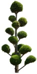 Cutout tree thuja occidentalis vegetation png (15950) | MrCutout.com - miniature