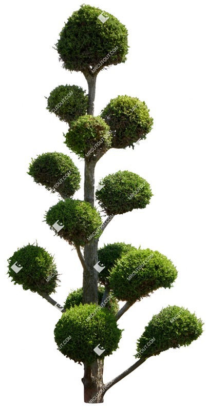 Cutout tree thuja occidentalis vegetation png (15027)