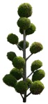 Tree thuja occidentalis  (15139) - miniature