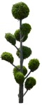 Cutout tree thuja occidentalis vegetation png (15953) | MrCutout.com - miniature