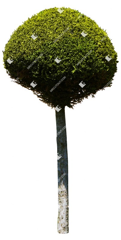 Cut out tree thuja occidentalis cutout plant (15008)