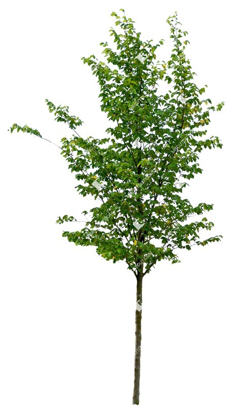 Cutout tree tilia cordata png vegetation (8371)