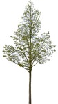 Cut out Tree Tilia Cordata 0002 | MrCutout.com - miniature