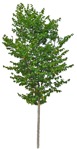Cut out Tree Tilia Cordata 0003 | MrCutout.com - miniature