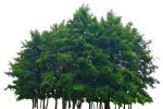 Cut out Tree Tilia Cordata 0004 | MrCutout.com - miniature