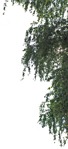 Png tree tilia cordata other foreground png vegetation (12003) | MrCutout.com - miniature