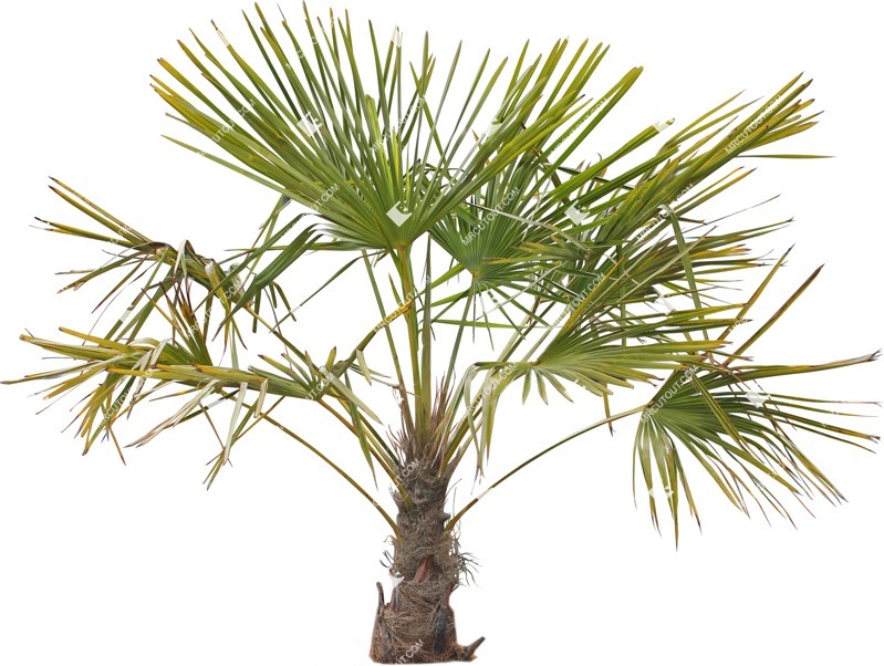 Cut out tree trachycarpus fortunei png vegetation (11666)