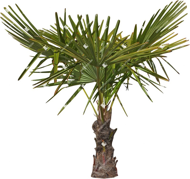 Cutout tree trachycarpus fortunei png vegetation (11665)