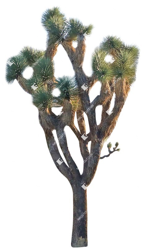 Cutout tree yucca brevifolia png vegetation (9098)