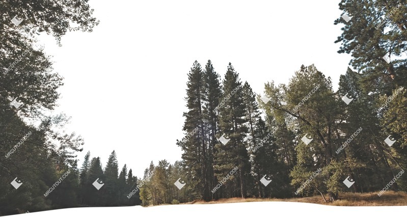 Trees cut out background png (5496)