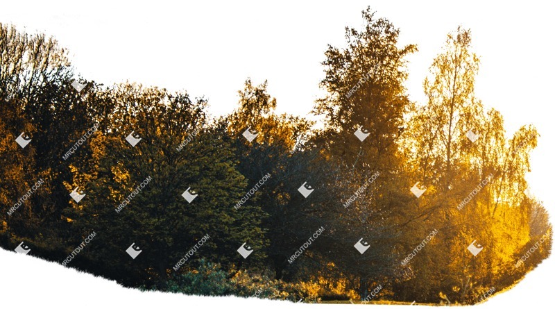 Trees png background cut out (5488)