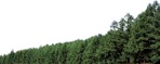 Trees png background cut out (5503) - miniature