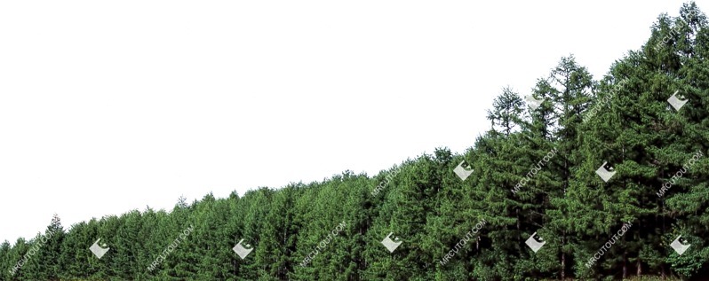 Trees png background cut out (5485)