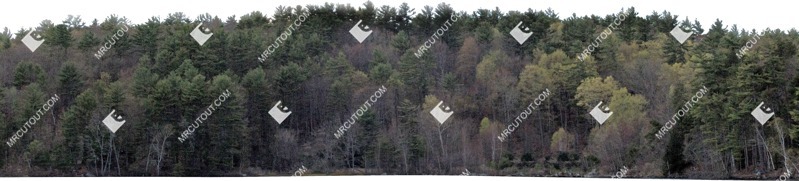 Trees cut out background png (6021)