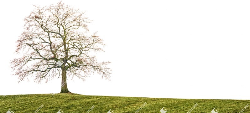Trees fields png background cut out (5487)