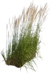 Png wild grass png vegetation (6216) - miniature