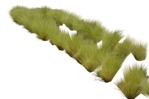 Cut out wild grass cut out vegetation (2197) - miniature