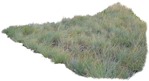 Cutout wild grass png vegetation (4007) - miniature