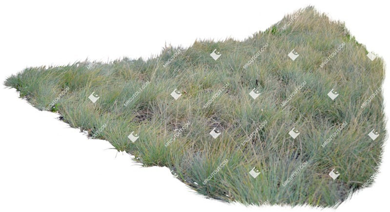 Cutout wild grass png vegetation (4152)