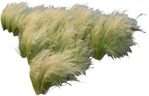 Cutout wild grass png vegetation (3521) - miniature