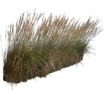 Cut out wild grass png vegetation (5824) - miniature